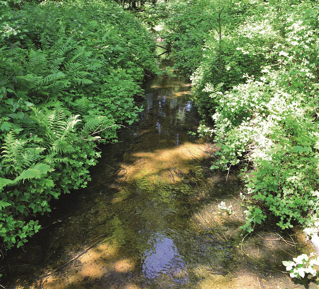 komende-jaren-1700-ha-extra-bos-in-flevoland-1
