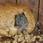 muis in het brood