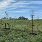 herplanten van bomen