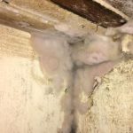 Beestjes-Kwijt—rechtenvrije-afbeelding