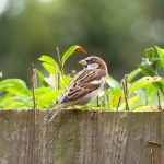 Sparrows,,House,Sparrows,(passer,Domesticus),On,A,Garden,Fence,,Uk.