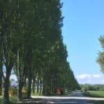 Paradijsvogelweg-iepen-ingezoomd